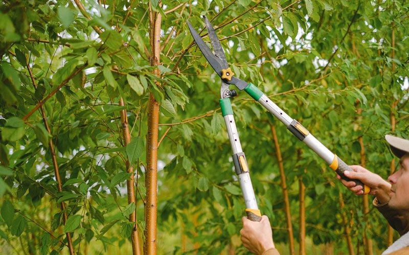 Tree trimming in Selfridge, ND
