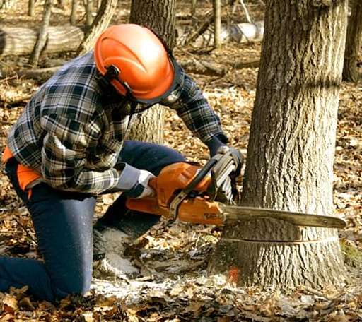 Tree Removal in Selfridge, ND
